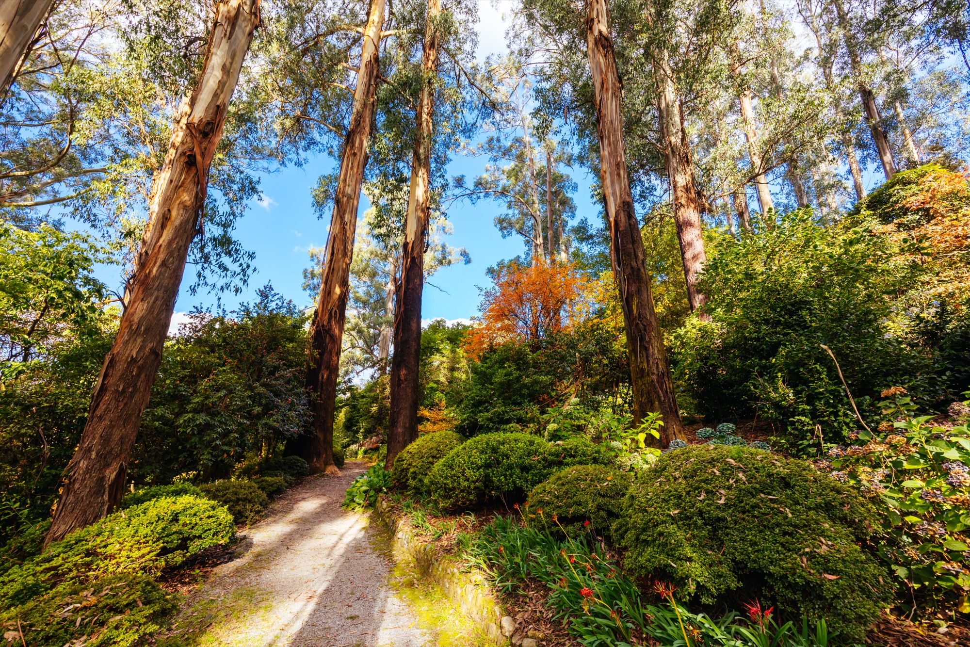 Sunlit gardens in the Dandenong Ranges, Victoria